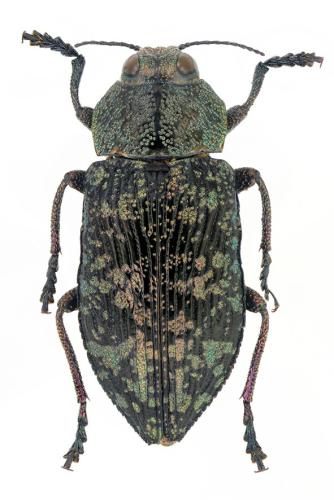 Réf. 306 841 : Poecilonota variolosa